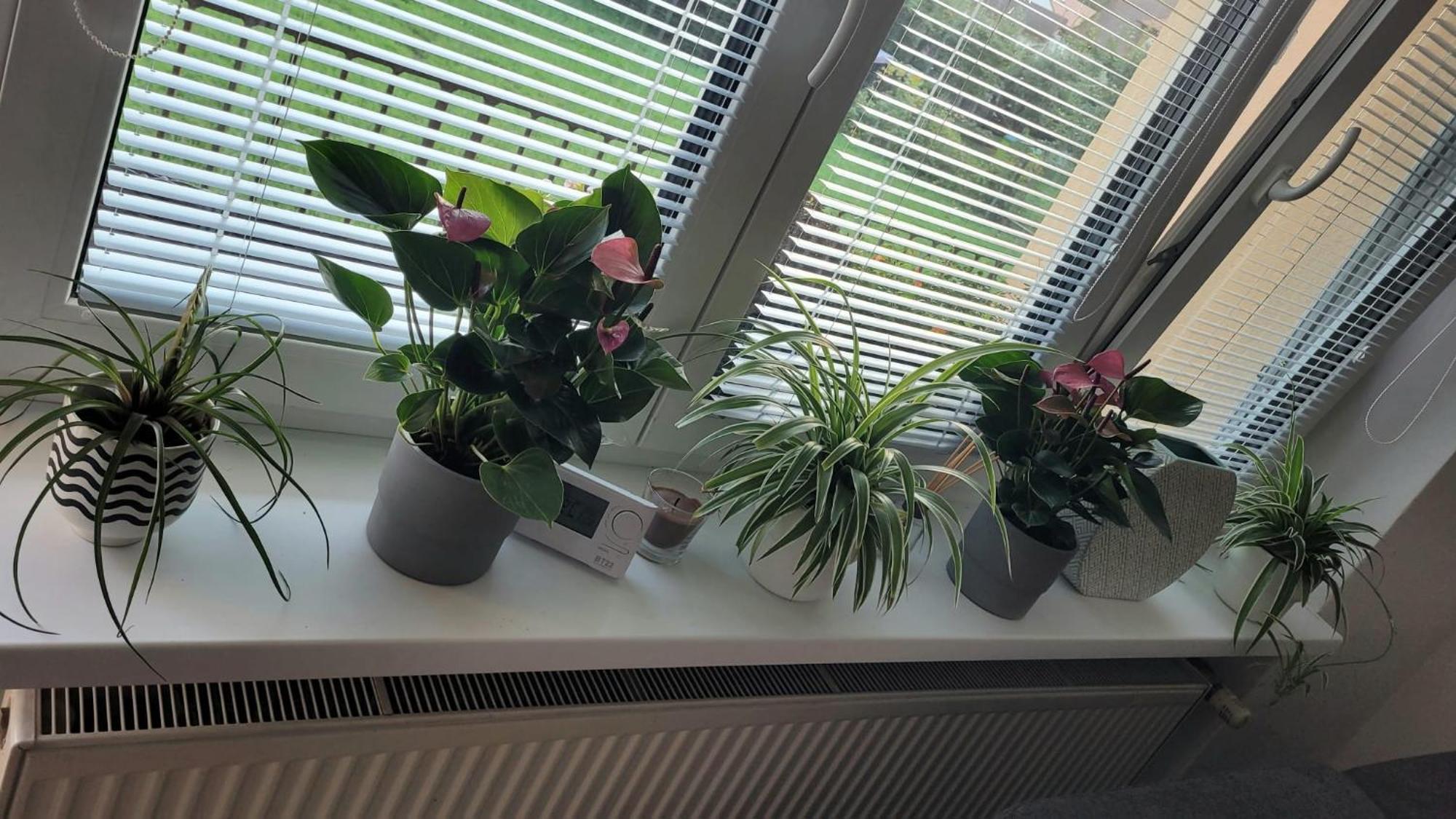Novy Apartman Eva Jičín Dış mekan fotoğraf